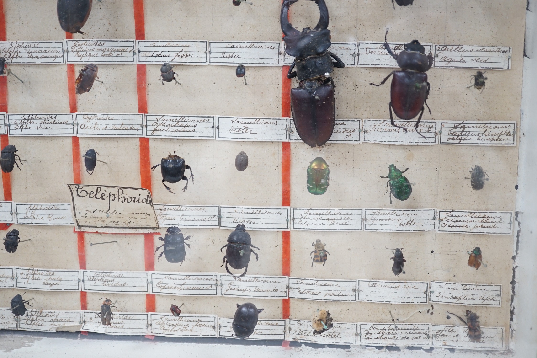 Two cased and labelled beetle taxidermy specimen cabinets, 39cms wide